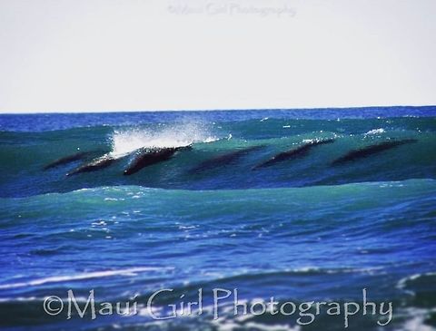 Body Boarding Seals I took this on the Oregon Coast on a beautiful November Afternoon.