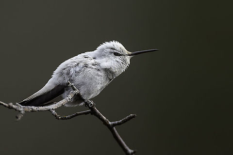 White Hummer A male leucistic Annas Hummingbird. Annas hummingbird,Calypte anna,Canada,Geotagged,Hummingbird,White,Winter,nature,rare,small,wildlife