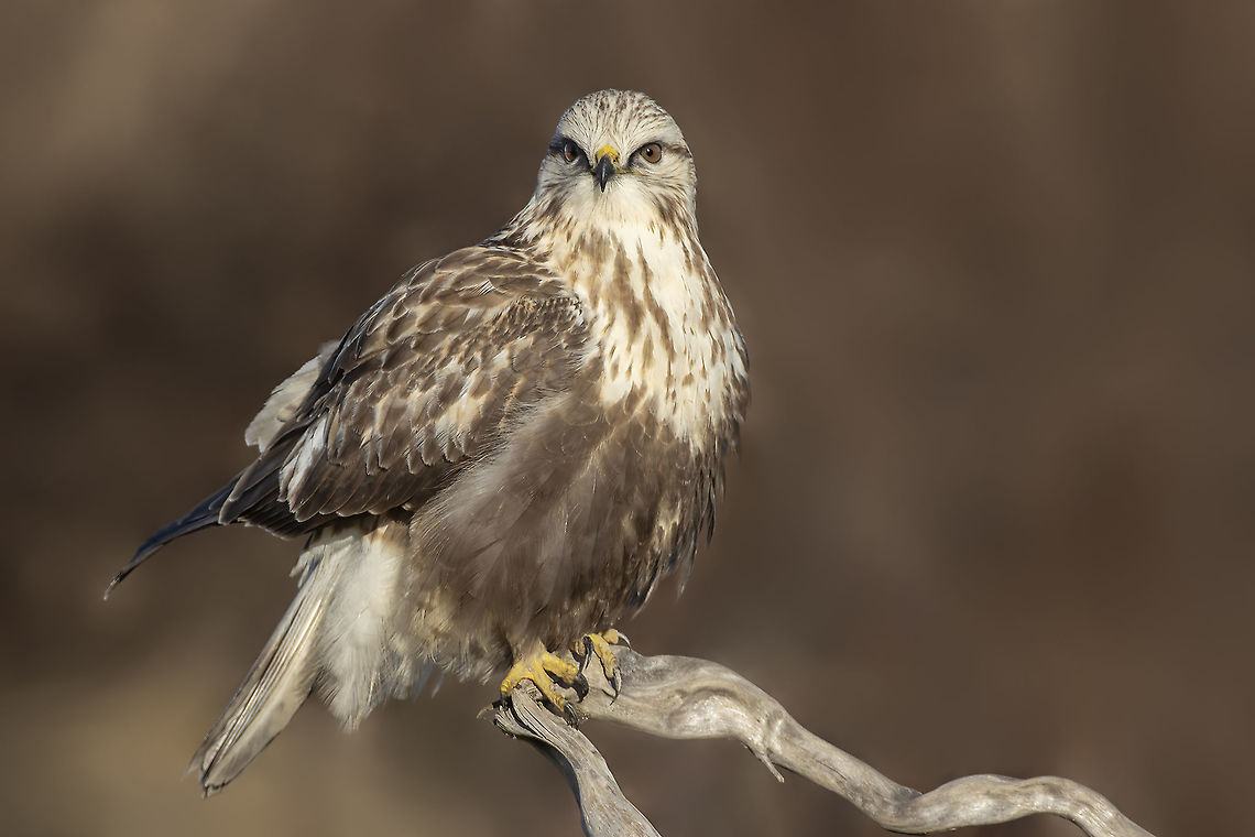 Beautiful Hawk Rough-Legged Hawk. This beautiful hawk breeds in the Arctic and like to hunt in open country, perching low to the ground. Buteo lagopus,Canada,Fall,Geotagged,Hawk,Rough-legged buzzard,beautiful,bird,nature,raptor,wildlife
