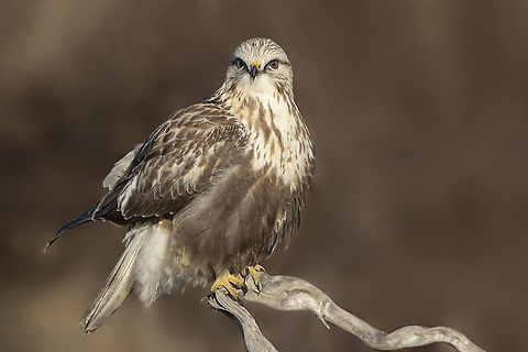Rough-legged buzzard