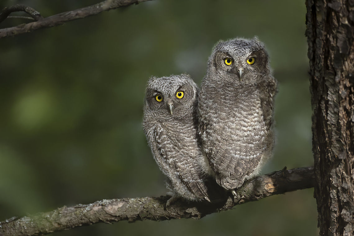 Double Trouble These Western Screech Owlets have just fledged their nest cavity to start their new life of freedom. Canada,Geotagged,Spring,Western screech owl,bird,cute,nature,wildlife