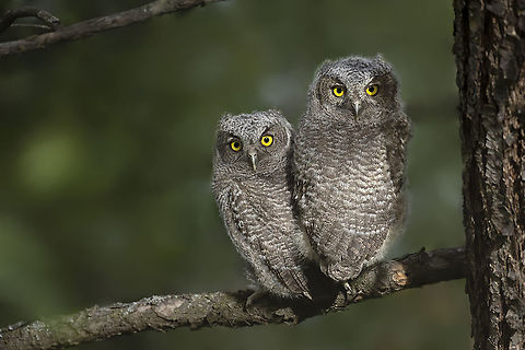 Double Trouble These Western Screech Owlets have just fledged their nest cavity to start their new life of freedom. Canada,Geotagged,Spring,Western screech owl,bird,cute,nature,wildlife