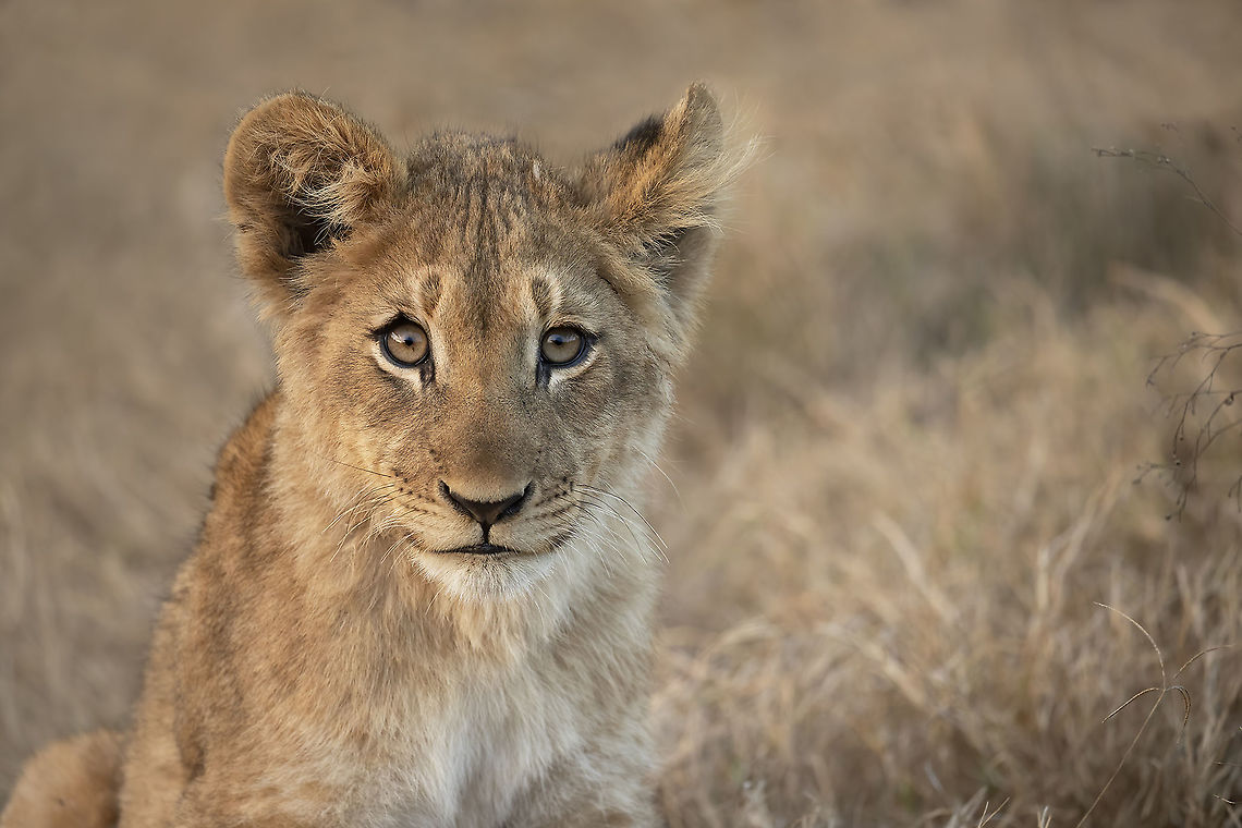 Innocent Face This cute male lion cub doesn&#039;t look like a killer. Geotagged,Lion,Panthera leo,South Africa,Winter,cute,nature,wildlife