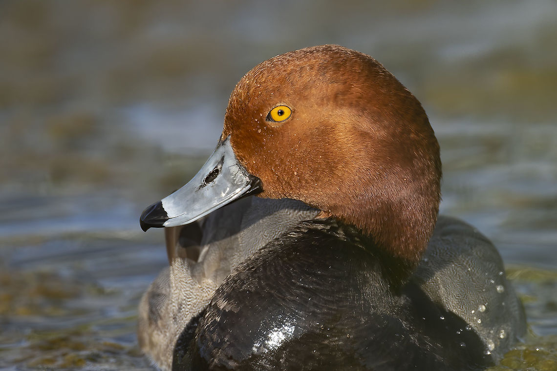Redhead  Aythya americana,Canada,Geotagged,Redhead,beautiful,bird,nature,wildlife