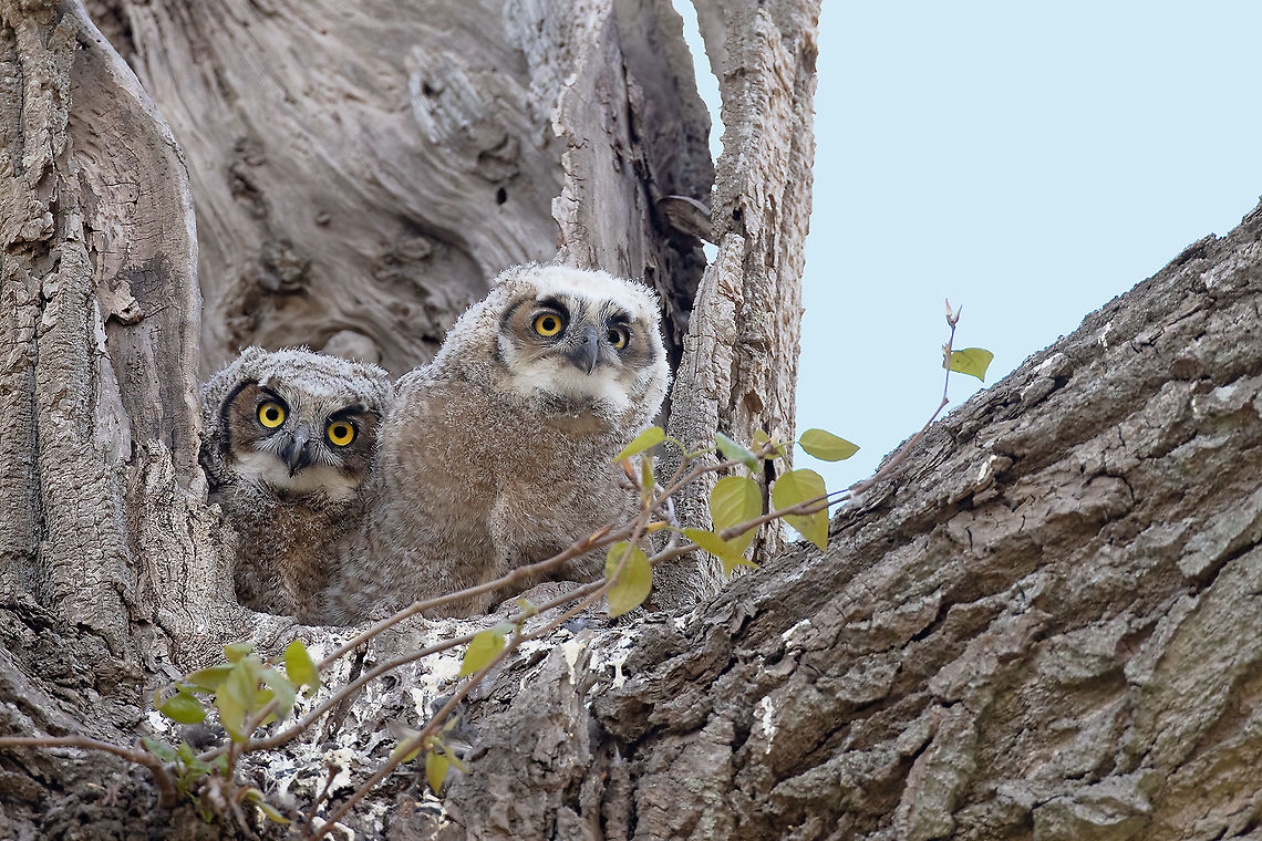 Pair Of Hooters  These Great Horned Owlets blend in so well with their nest tree, if it wasn&#039;t for their eyes you could easily miss them. Bubo virginianus,Canada,Geotagged,Great Horned Owl,Spring,cute,nature,raptor,wildlife