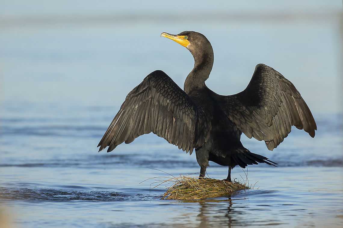 Drying Off Double Crested Cormorants feathers are not water proof, so after fishing they must air dry their wings. Canada,Double-crested cormorant,Fall,Geotagged,Phalacrocorax auritus,Seabird,nature,wildlife