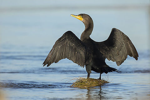 Drying Off Double Crested Cormorants feathers are not water proof, so after fishing they must air dry their wings. Canada,Double-crested cormorant,Fall,Geotagged,Phalacrocorax auritus,Seabird,nature,wildlife