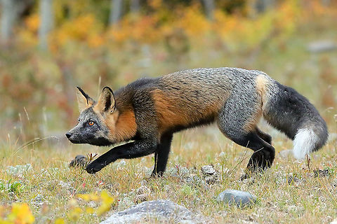 Cross Fox The cross fox is a partially melanistic colour morph of the red fox which has a long dark stripe running down its back, intersecting another stripe to form a cross over the shoulders. Canada,Cross Fox,Fall,Geotagged,Red Fox,Vulpes vulpes,mammal,nature,wildlife