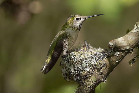 Proud Mom This female Annas Hummingbird has two tiny babies in her tiny nest. Annas hummingbird,Calypte anna,Canada,Geotagged,Spring,cute,nature,tiny,wildlife