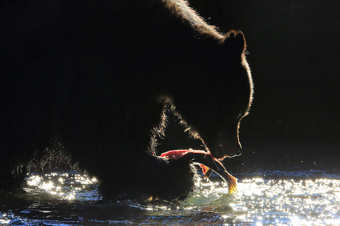 Salmon Dinner Back lit black bear eating a salmon. American black bear,Canada,Fall,Geotagged,Ursus americanus,canada,fishing,nature,salmon,wildlife
