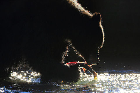 Salmon Dinner Back lit black bear eating a salmon. American black bear,Canada,Fall,Geotagged,Ursus americanus,canada,fishing,nature,salmon,wildlife