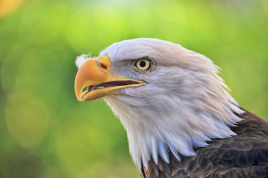 Beak Warmer A bald eagle with some feather fluff on her beak. Bald Eagle,Haliaeetus leucocephalus,bird,canada,nature,portrait,raptor,wildlife