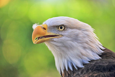 Beak Warmer A bald eagle with some feather fluff on her beak. Bald Eagle,Haliaeetus leucocephalus,bird,canada,nature,portrait,raptor,wildlife