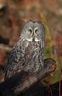 Morning Light Great grey owl sitting in the early morning light. Great Grey Owl,Strix nebulosa,bird,canada,nature,raptor,wildlife