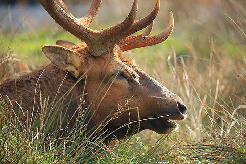Resting A big bull elk resting after the rut. Cervus canadensis roosevelti,Roosevelt elk,canada,nature,wildlife