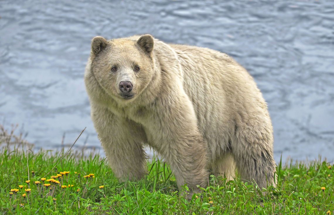 Spirit Bear The Kermode bear is one of the rarest animals on earth, it is estimated there are about 400 of these beautiful bears and they live only in northern British Columbia. 5DMarkII,Canada,Kermode bear,Ursus americanus kermodei,canon,kermodebear,nature,naturephotographer,pams wild images,prince rupert photographer,spiritbear,stockphotography,wildlife,wildlifephotographer