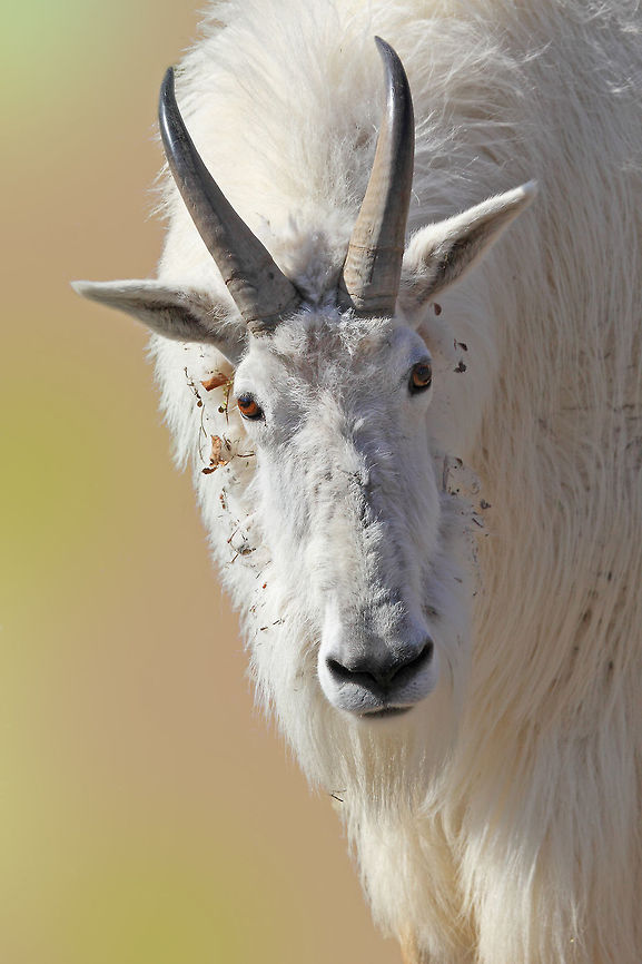 Mt. Goat  Canada,Geotagged,Mountain goat,Oreamnos americanus,Spring,canada,goat,nature,wildlife