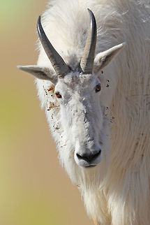Mt. Goat  Canada,Geotagged,Mountain goat,Oreamnos americanus,Spring,canada,goat,nature,wildlife