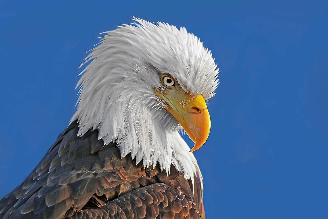 Who's Down There Bald eagle portrait. Bald Eagle,Canada,Geotagged,Haliaeetus leucocephalus,Winter,bald eagle,beautiful,bird,closeup,nature,pam mullins,pamswildimages,portrait,raptor,secheltphotographer,stockphotography,wildcanada,wildlife