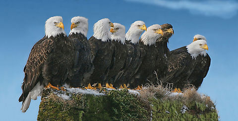 Odd Ball 8 mature and 1 immature bald eagle. Bald Eagle,Canada,Geotagged,Haliaeetus leucocephalus,Winter,bird,canada.,nature,raptor,wildlife
