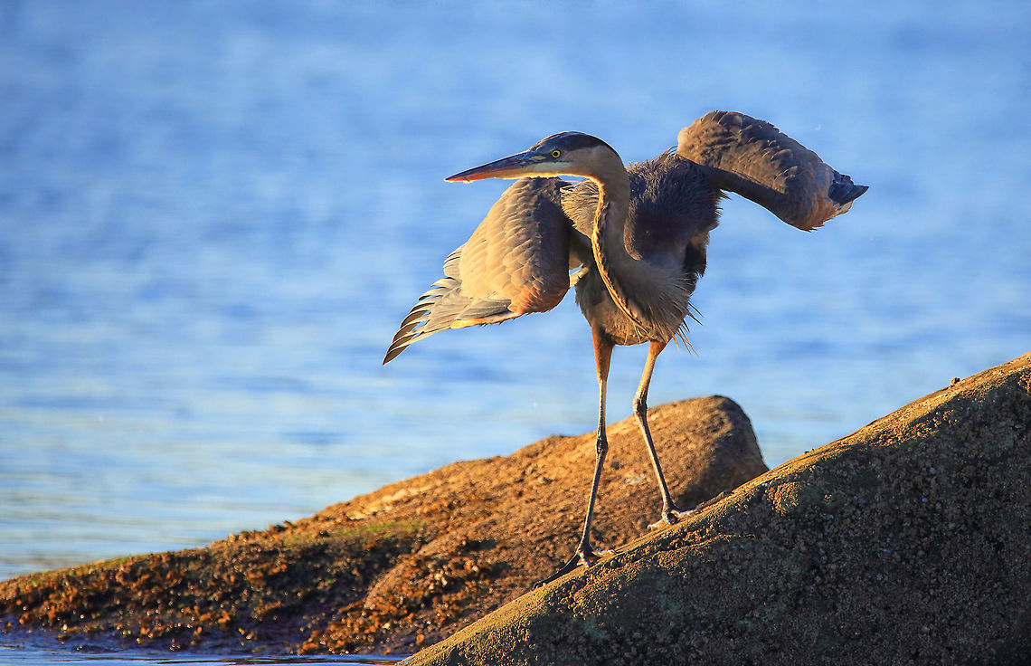Wobbly Legs  Ardea herodias,Canadian photographer,Great Blue Heron,bird,canada,nature,wildlife