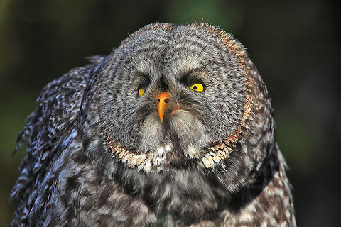On Guard  Great Grey Owl,Strix nebulosa,bird,britich columbia,canada,closeup,great gray owl,nature,nature photographer,owl,pam mullins,pamswildimages,raptor,stockphoto,stockphotography,wildlife