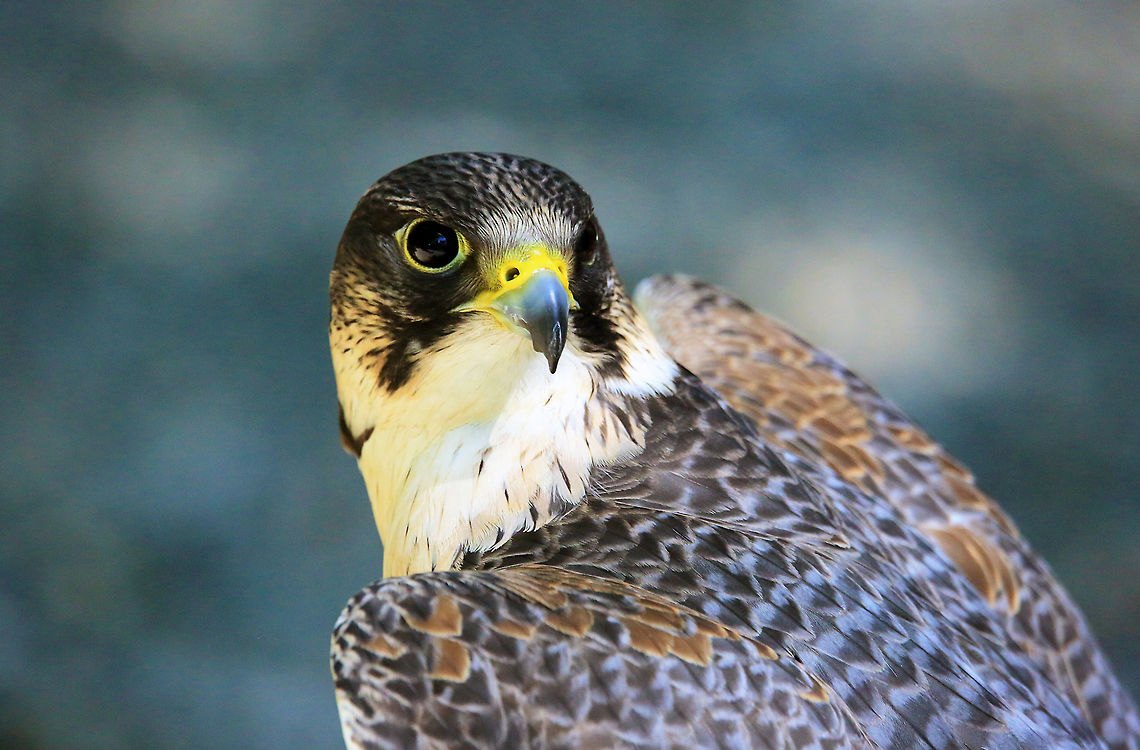 Falcon  Falco peregrinus,Peregrine Falcon,bird,canada,nature,raptor,wildlife