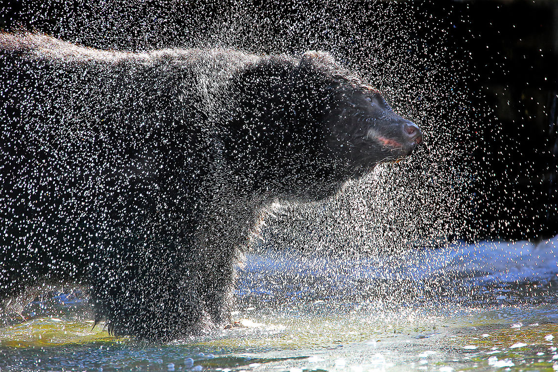Shake It Off Black bear shaking water from it's fur. American black bear,Canada,Fall,Geotagged,Ursus americanus,canada,nature,wildlife,wildlife photography