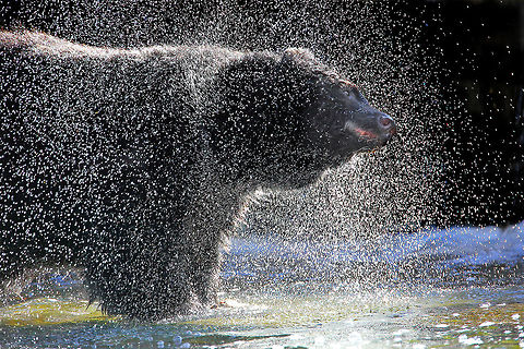 Shake It Off Black bear shaking water from it's fur. American black bear,Canada,Fall,Geotagged,Ursus americanus,canada,nature,wildlife,wildlife photography