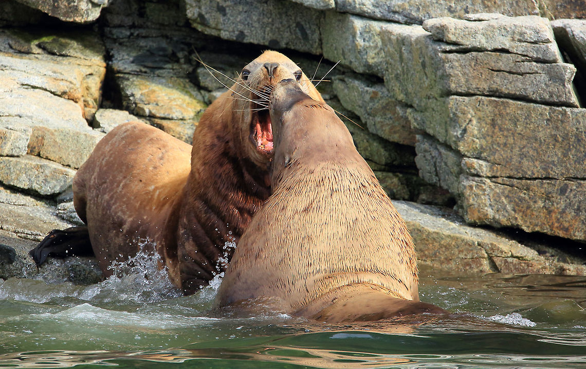 Fight Two big bulls fight for a place on the rocks. Canada,Eumetopias jubatus,Fall,Geotagged,Steller sea lion,mammal,nature,sealife,wildlife,wildlife photography