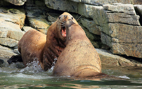 Fight Two big bulls fight for a place on the rocks. Canada,Eumetopias jubatus,Fall,Geotagged,Steller sea lion,mammal,nature,sealife,wildlife,wildlife photography