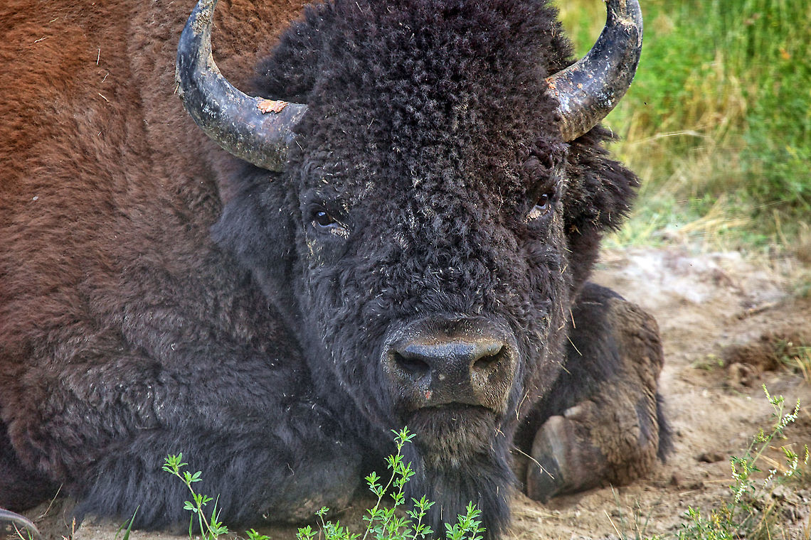 Resting Giant A big breeding bull resting in a dust bowl. American bison,Bison bison,Canada,Geotagged,Summer,nature,wildlife,wildlife photography