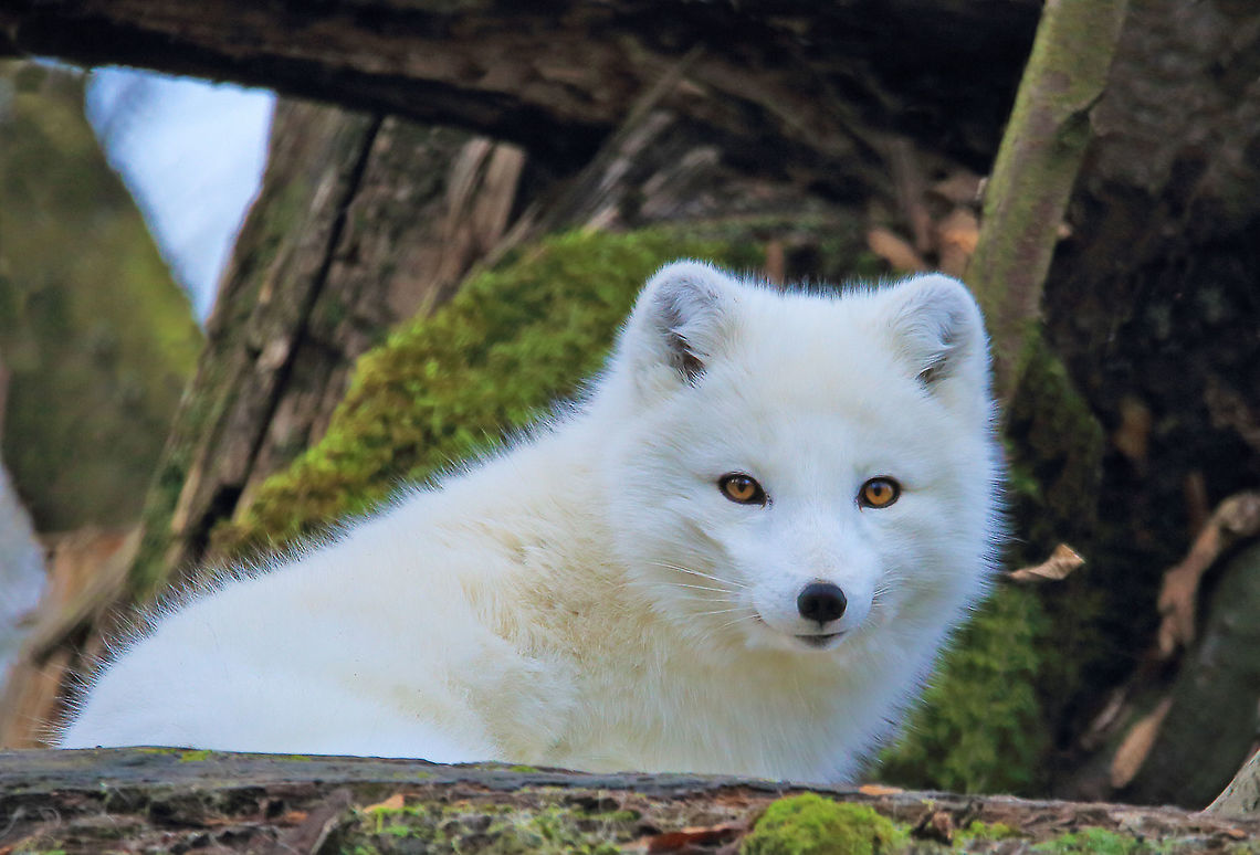 Adorable I found this adorable fox sleeping in some logs. Arctic fox,Vulpes lagopus,adorable,canada,cute,nature,wildlife,wildlife photography