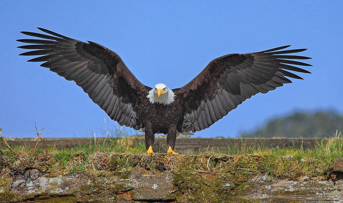 I Love Fish This Much  Bald Eagle,Canada,Geotagged,Haliaeetus leucocephalus,Spring,baldeagle,britishcolumbia,canada,canon,greatbearrainforest,nature,naturephotographer,pammullins,pamswildimages,princerupert,princerupertphotographer,raptor,stockphotography,wildlifephotographer,wildlifephotography