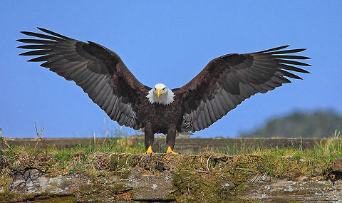 I Love Fish This Much  Bald Eagle,Canada,Geotagged,Haliaeetus leucocephalus,Spring,baldeagle,britishcolumbia,canada,canon,greatbearrainforest,nature,naturephotographer,pammullins,pamswildimages,princerupert,princerupertphotographer,raptor,stockphotography,wildlifephotographer,wildlifephotography