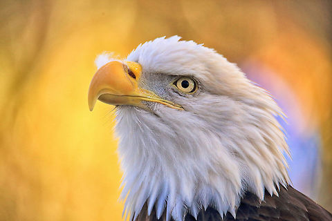 Autumn Eagle Bald eagle with fall colors. Bald Eagle,Canada,Fall,Geotagged,Haliaeetus leucocephalus,bird,nature,raptor,wildlife,wildlife photography
