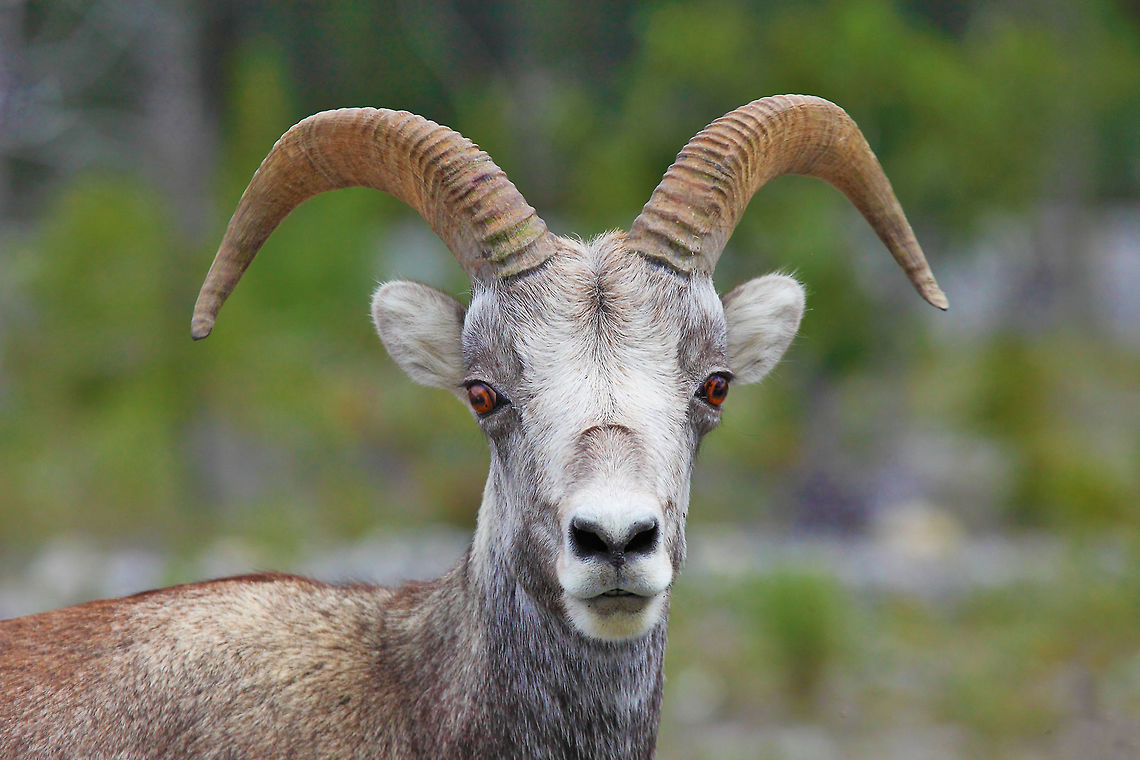 Stone Ram A young stone sheep ram. Canada,Geotagged,Ovis dalli stonei,Stone sheep,Summer,canada.,nature,wildlife,wildlife photography