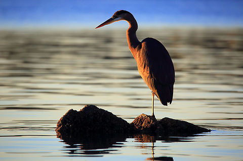 Looking for Breakfast  Ardea herodias,Canada,Fall,Geotagged,Great Blue Heron,bird,british columbia,great blue heron,nature,pam mullins,pamswildimages,secheltphotographer,stockphotography,wildlife