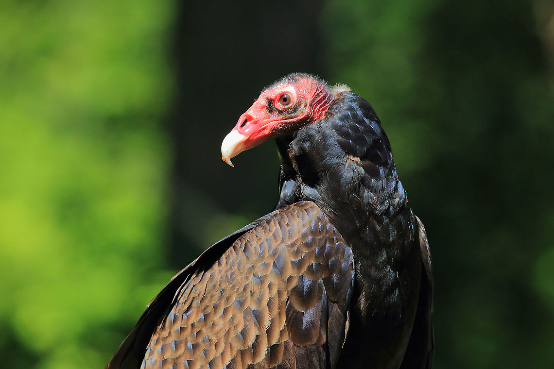 Kinda Homely  Canada,Cathartes aura,Geotagged,Spring,Turkey Vulture,canada,nature,pam mullins,pamswildimages,raptor,sechelt photographer,stockphotography,turky vulture,wildlife