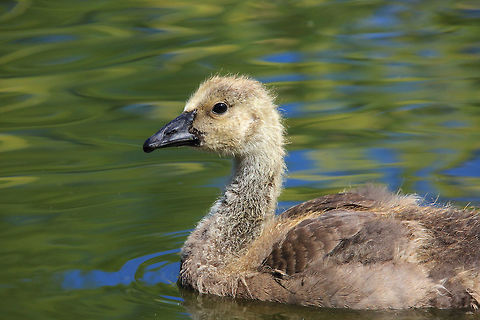 Young Goose  Branta canadensis,Canada,Canada goose,Geotagged,Summer,baby,canada,cute,nature,wildlife,wildlife photography