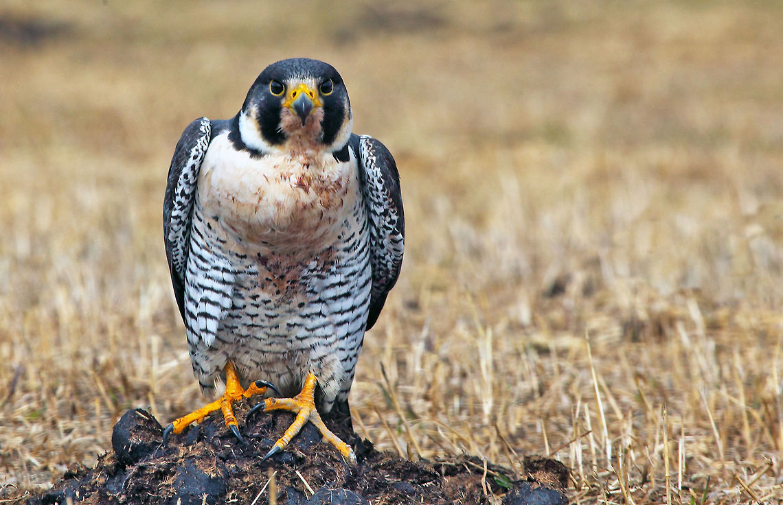 Bloody Mess This falcon is covered in blood after killing a snow goose. Canada,Falco peregrinus,Geotagged,Peregrine Falcon,Spring,bird,canada,nature,raptor,wildlife,wildlife photography