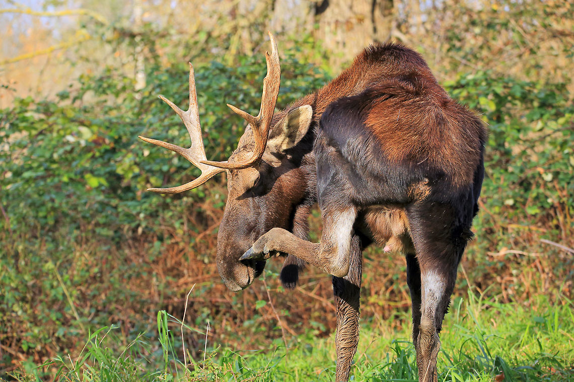 Itchy Nose A young bull moose having a scratch. Alces alces,Canada,Fall,Geotagged,Moose,canada,nature,wildlife,wildlife photography