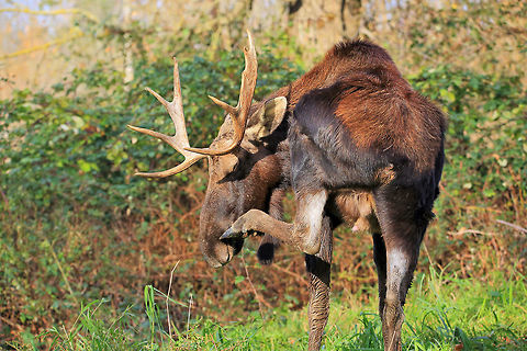 Itchy Nose A young bull moose having a scratch. Alces alces,Canada,Fall,Geotagged,Moose,canada,nature,wildlife,wildlife photography