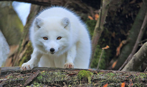 Stare Down I woke this fox up from a nap and it's giving me the once over. Arctic fox,Vulpes lagopus,canada,cute,nature,wildlife,wildlife photography