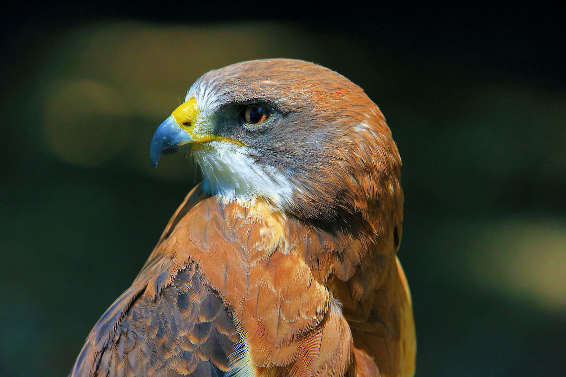 Swainson's Hawk  Buteo swainsoni,bird,canada,nature,raptor,swainson's hawk,wildlife,wildlife photography