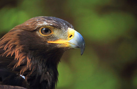 Golden Beauty  Aquila chrysaetos,Canada,Geotagged,Golden Eagle,Spring,beautiful,bird,british columbia,canada,eagle,golden eagle,nature,pam mullins,pamswildimages,raptor,sechelt photographer,stock photography,wildlife