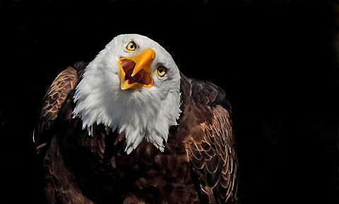 Eagle Talk  Bald Eagle,Canada,Geotagged,Haliaeetus leucocephalus,Spring,bald eagle,eagle,nature,naturephotographer,pam mullins,pamswildimages,raptor,secheltphotographer,stockphotography,wildlife,wildlifephotographer