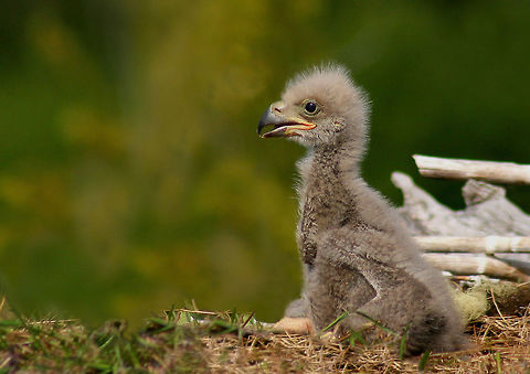 Baby_Eagle  Bald Eagle,Canada,Geotagged,Haliaeetus leucocephalus,Spring,bald eagle,eagle,pam mullins,pamswildimages,prince rupert photographer,raptor
