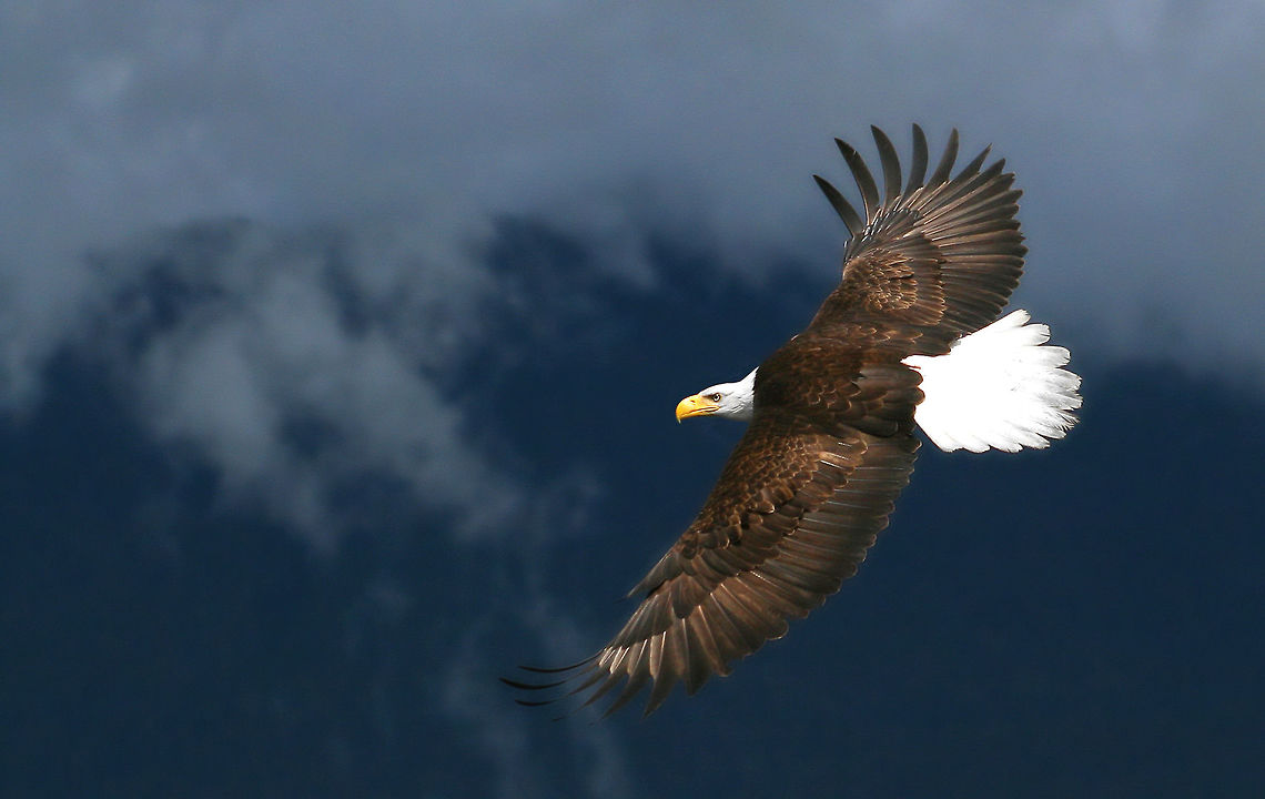 Flyin High  Bald Eagle,Canada,Geotagged,Haliaeetus leucocephalus,Summer,amazing,bald eagle,eagle,nature,naturephotographer,pam mullins,pamswildimages,raptor,secheltphotographer,stockphotography,wildlife,wildlifephotographer