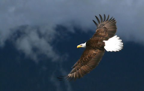 Flyin High  Bald Eagle,Canada,Geotagged,Haliaeetus leucocephalus,Summer,amazing,bald eagle,eagle,nature,naturephotographer,pam mullins,pamswildimages,raptor,secheltphotographer,stockphotography,wildlife,wildlifephotographer